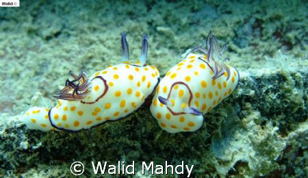It is playing around.
Do not disturb please.
Walid Mahd... by Walid Mahdy 