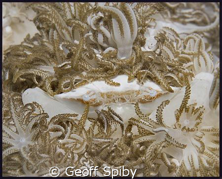 soft coral crab hiding amongst the polyps by Geoff Spiby 