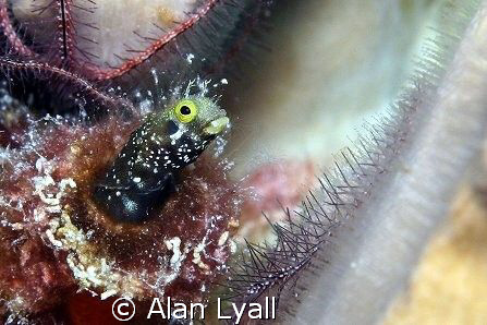Secretary blenny - Bonaire - Canon EOS350D; EF-S 60mm by Alan Lyall 