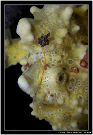 Just another shot from this great frogy from Lipe island,... by Yves Antoniazzo 