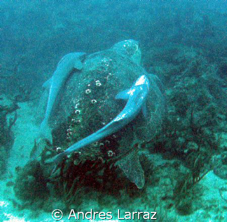 ON TOW/ Six feet leatherback w/ two 3' remoras on tow at ... by Andres Larraz 