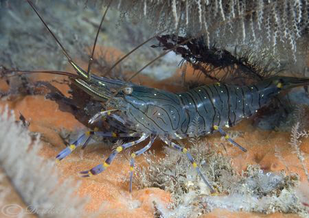 Common prawn. Trefor pier. North Wales. D200, 60mm. by Derek Haslam 