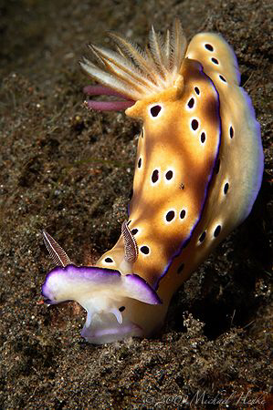 Risbecia tryoni with pink egg sacs of an internal parasit... by Michael Henke 