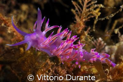 Flabellina (Nikon D50, 60mm Nikkor Micro, 2 strobes YS90 ... by Vittorio Durante 