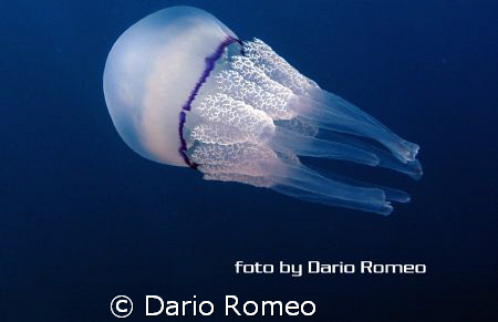 Ryzostoma pulmo by Dario Romeo 