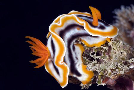 Nudibranch by Erika Antoniazzo 