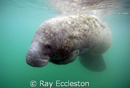 Tucked manatee. Taken at Crystal River FL. by Ray Eccleston 