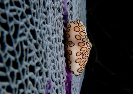Flamingo Tongue by Juan Torres 
