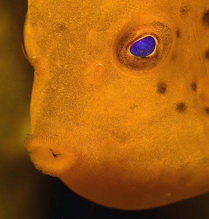 Juvenile Eastern Smooth Boxfish, Bare Island by Doug Anderson 
