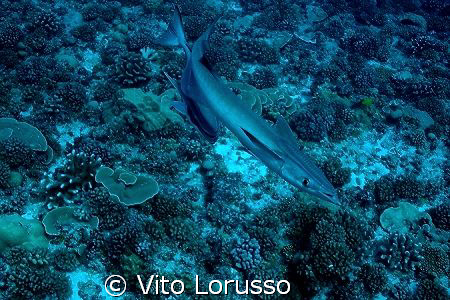 Fishs - Echeneis naucrates by Vito Lorusso 