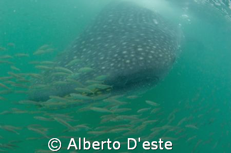 Snorkeling with Waleshark in Kilindoni, Tanzania, Nikon D... by Alberto D'este 