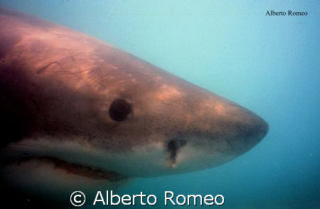 GREAT WHITE SHARK by Alberto Romeo 