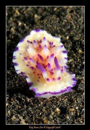 Another Nudi in Lembeh... D300, 60mm AF-S by Kay Burn Lim 