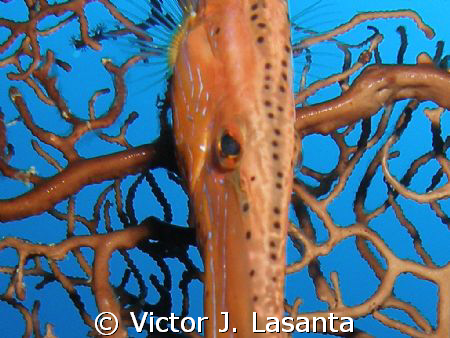 close-up of a trumpetfish at v.j.levels dive site in parg... by Victor J. Lasanta 