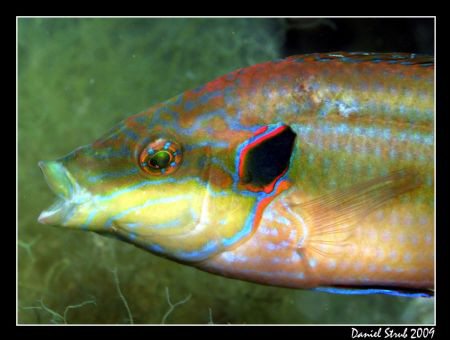 Ocellated wrasse - symphodus ocellatus. This guy was quit... by Daniel Strub 