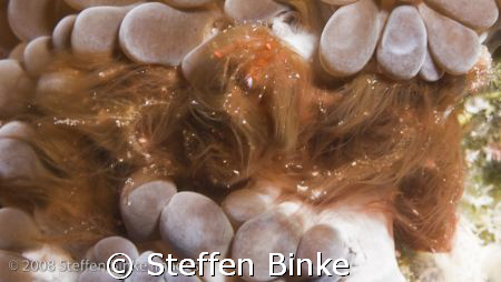 Never seen before? 
Orang Utan Crab by Steffen Binke 