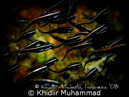 organize!..xp by Khidlir Muhammad 