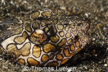 found in Lembeh; D200 by Thomas Lueken 