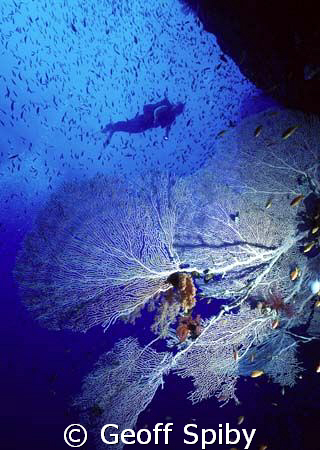wall dive, Red Sea by Geoff Spiby 