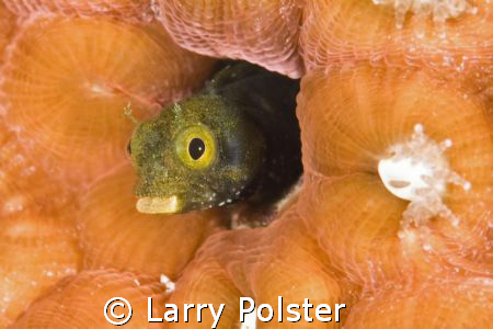 Secretary Blennie, D-300, 105VR, Bonaire by Larry Polster 