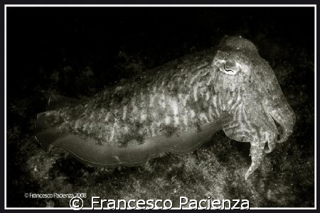 Sepia officinalis in B&W. Taken with Nikon D60 and Nikkor... by Francesco Pacienza 