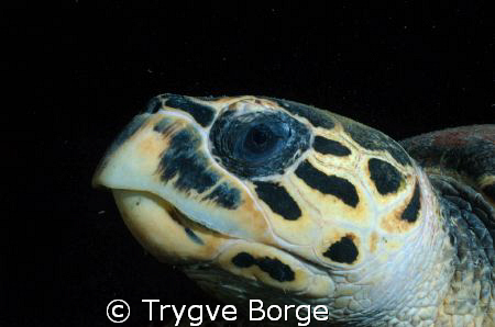 Night dive at Tistlegorm. by Trygve Borge 