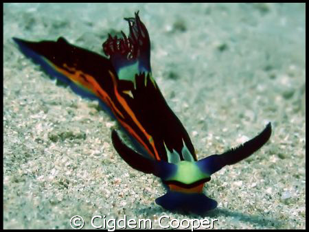 Red Sea Nembrotha. Taken at Marsa Bareika in Sharm El Sheikh by Cigdem Cooper 