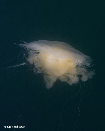 Just jumped off the boat, got ready to descend, and there... by Kip Nead 