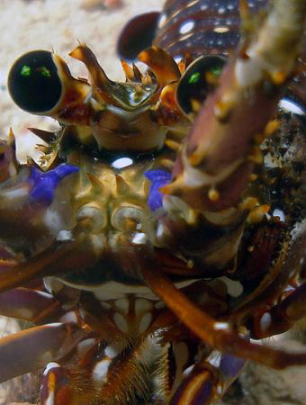 Pacific Spiny Lobster by Martin Dalsaso 