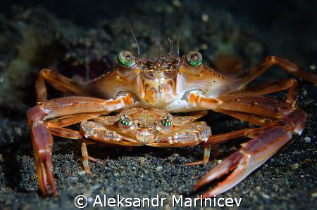 Just Married...
Pair of crabs in Lembeh strait, Indonesia by Aleksandr Marinicev 