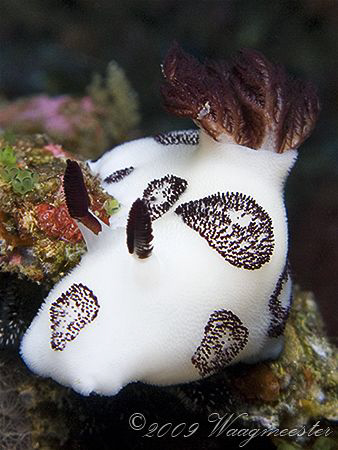 Dorididae nudibranch (Jorunna funebris) - Gili Banta isla... by Marco Waagmeester 