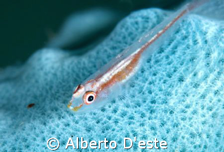 Goby on Sponge, Nikon D70S, 105mm, DS160 by Alberto D'este 
