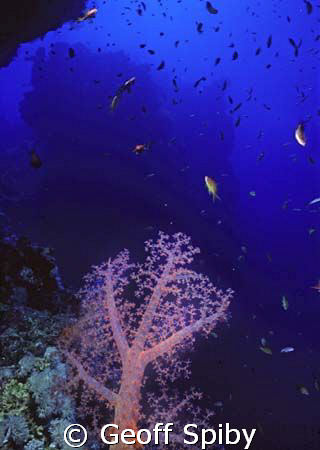 soft coral by Geoff Spiby 