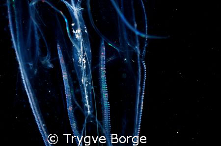 Nightdive at Little Gubal by Trygve Borge 