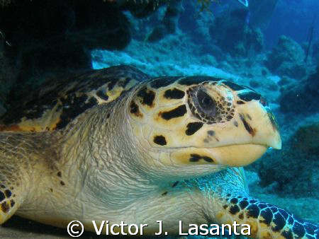 close up to a hawksbill turtle at mermaid point dive site... by Victor J. Lasanta 