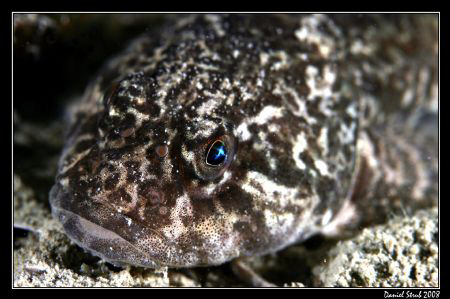 Cottus Gobio - European bullhead; il love the reflection ... by Daniel Strub 