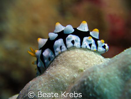 Phyllidia  taken with Canon S70 and CloseUp lens by Beate Krebs 