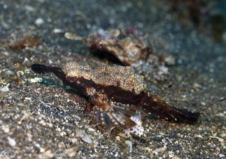 Sea Moth's. Lembeh straits. D200, 60mm. by Derek Haslam 