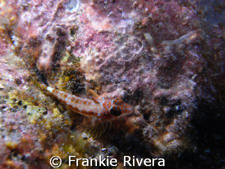 Triplefin Blenny, in Isabela Island, Galapagos by Frankie Rivera 