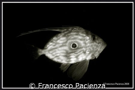 Zeus Faber. Taken with Nikon D60 and Nikkor 18-55VR in Ea... by Francesco Pacienza 