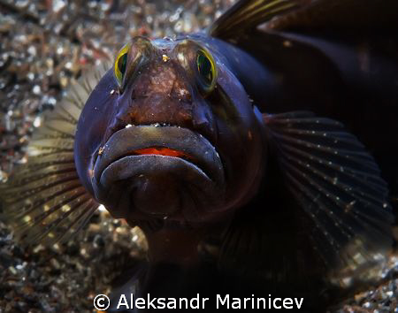Partner goby fish, Lembeh stait, Indonesia by Aleksandr Marinicev 