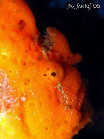 Painted Frogfish Profile (Ducomi Pier, Dauin, Dumaguete) by Paz Maria De Vera-Santos 