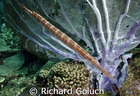 Trumpetfish-Bonaire Canon 5D 17-40 mm by Richard Goluch 