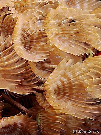 Feather Dusters hard at work filtering their food from th... by Steven Anderson 