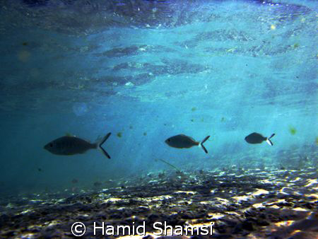 Persian Gulf Life 3 by Hamid Shamsi 