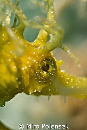 long nose sea horse teaken with Canon eos 5d, macro 100 m... by Miro Polensek 