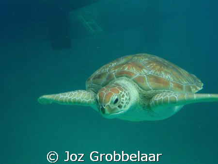 Diamond back turtle by Joz Grobbelaar 