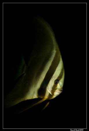 A young bat fish - platax pinnatus? - was following us du... by Daniel Strub 