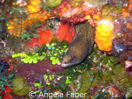 I saw this cute eel on a dive in Cozumel.  It looks like ... by Angela Faber 