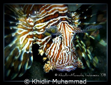 Shy guy... by Khidlir Muhammad 